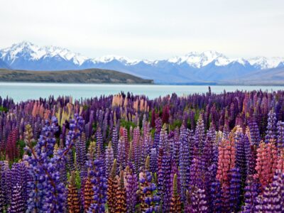A photograph of purple Lupin flowers in front of Lake Tekapo. There are snow-topped peaks on the horizon.
