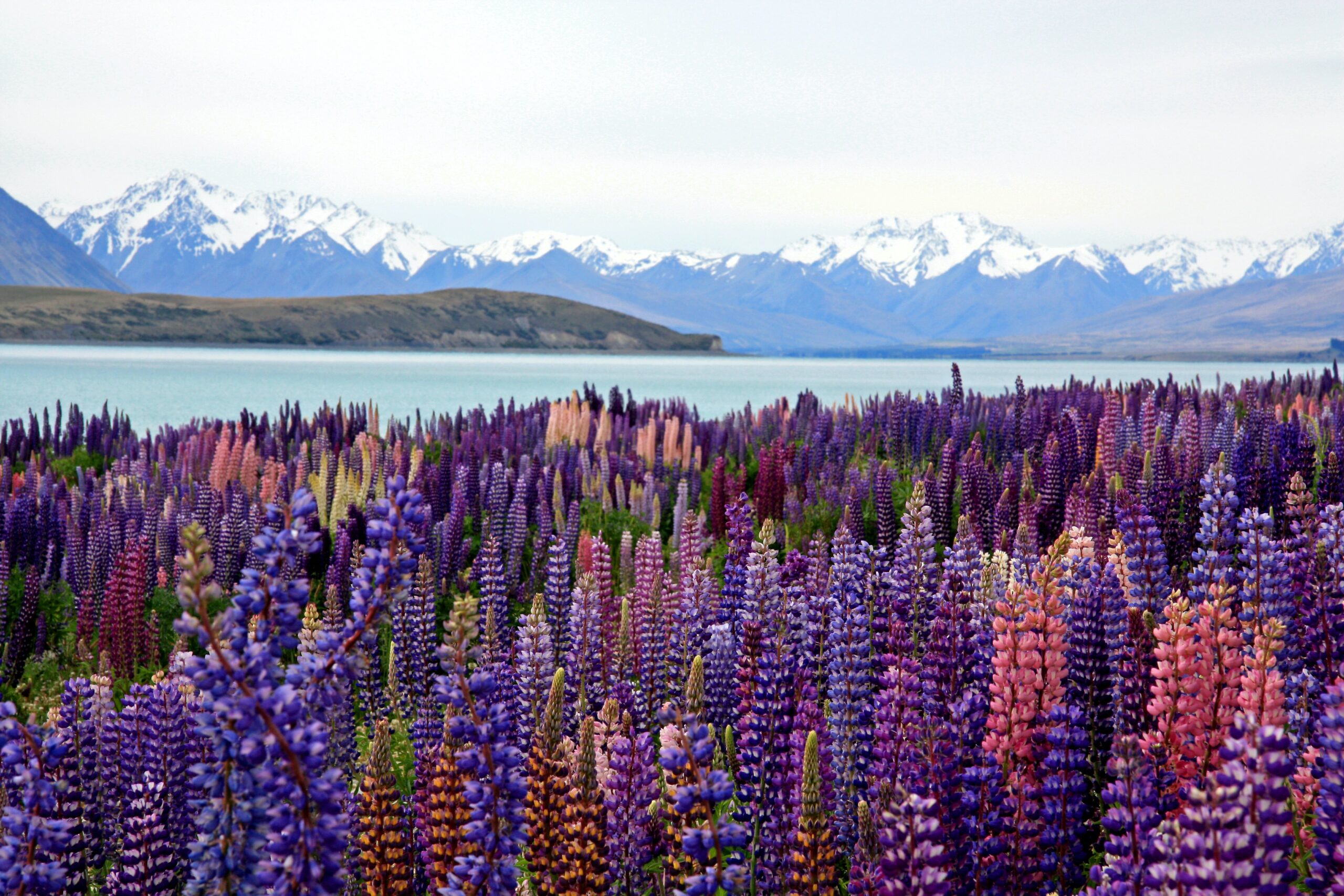 A photograph of purple Lupin flowers in front of